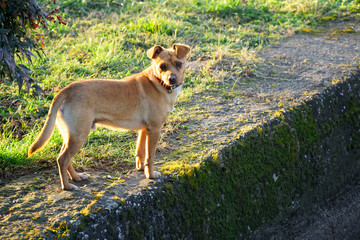 Cur dog on grass, cute domestic animal