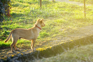 Cur dog on grass, cute domestic animal