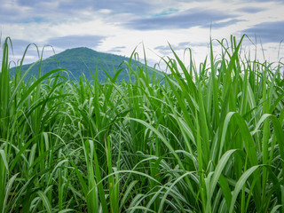 Sugarcane plantations,the agriculture tropical plant © Sarawut