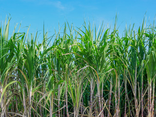 Sugarcane plantations,the agriculture tropical plant
