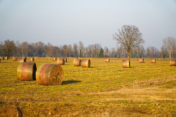 Hay in roll bales after harvest on field countryside.