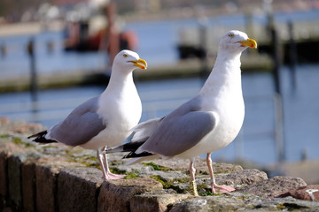 Obraz premium Silbermöwen betteln nach Nahrung