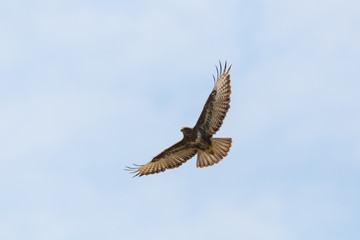 Fototapeta premium common buzzard (buteo buteo) in flight with spread wings and fingers