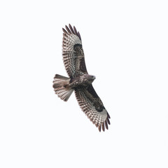 common buzzard (buteo buteo) in flight in sky, spread wings