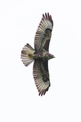isolated common buzzard (buteo buteo) flying with spread wings