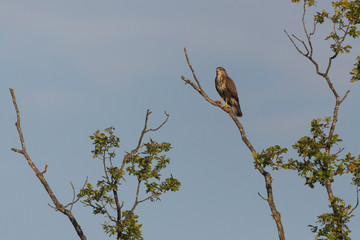 common buzzard (buteo buteo) standing on tree branch, blue sky