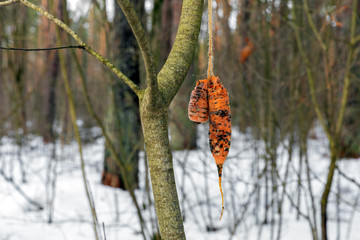 Animal feed in forest. On rope hangs a carrot in winter forest