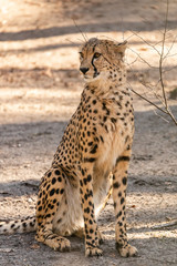 Gepard