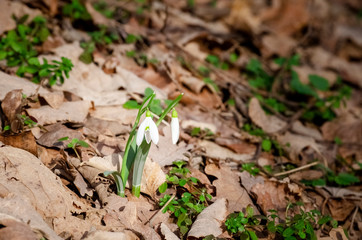 Delicate snowdrop flowers growing in the woods surrounded by autumn leaves.