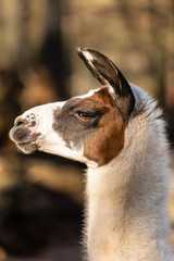 Lama