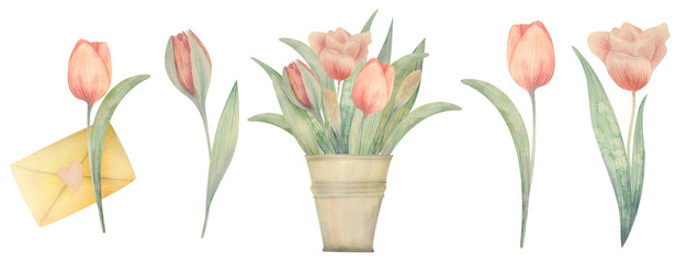 Watercolor hand drawn spring set with tulips. For posters, cards and logo