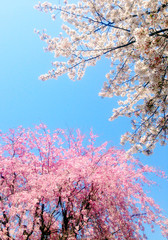 桜二種