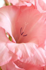 Bouquet of pink and white gladioli. Rose-color petals of gladiolus flowers close up.