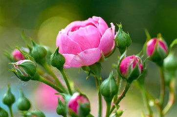 Roses and buds in the garden