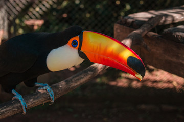 tucan boliviano
