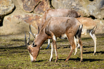Naklejka na ściany i meble A blesbok antelope (Damaliscus pygargus) standing in grass