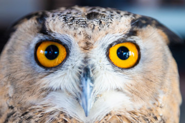 Obraz premium Beautiful Owl close up. Owl eyes. Background