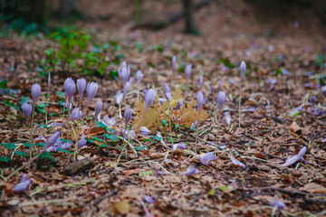 Forest. Wild flowers in the forest. nature. Purple delicate flowers in the meadow