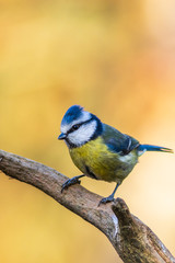 Blue tit (Cyanistes caeruleus)