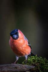 Bullfinch (Pyrrhula pyrrhula)