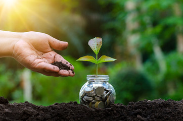 hand Put money Bottle Banknotes tree Image of bank note with plant growing on top for business...