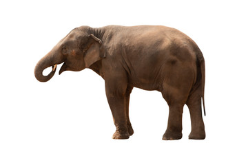 elephant isolated on white background - clipping paths.