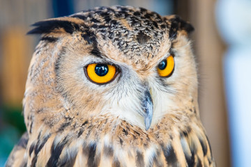 Beautiful Owl close up. Owl eyes. Background © Евгения Медведева