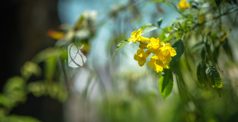 Yellow bell in a garden