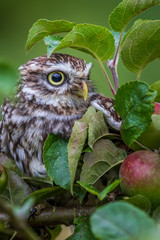 Little owl (Athene noctua)