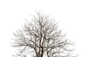 Dry tree isolated on white background.