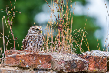 Little owl (Athene noctua)