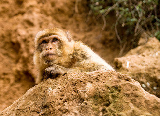 Rhesus monkey, Rhesus Macaque, Macaca mulatta, Park of the Nature of Cabarceno, Cantabria, Spain
