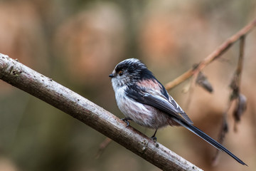 Long-tailed tit  (Aegithalos caudatus)