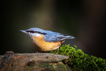 Nuthatch (Sitta europaea)
