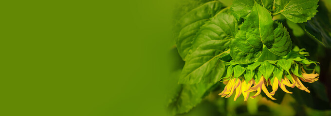 Bent sunflower flower with large leaves. Sunflowers garden. Copy space for your text