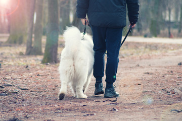 Beautiful Samoyed dog is walking with owner. Handsome man is playing with his cute dog