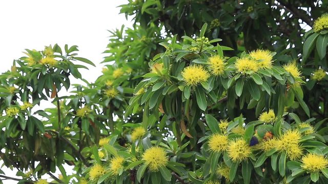 yellow Australian flowers of the golden penda tree (Xanthostemon chrysanthus)&nbsp;and rainbow lorikeet  in spring early summer Gold Coast Australia Queensland
