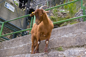 cabra, Cares Canyon. Picos de Europa National Park, Le—n province, Castilla-Le—n, Spain