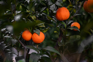 Orange tree