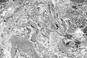 Black and white natural abstract background with beautiful unusual pattern