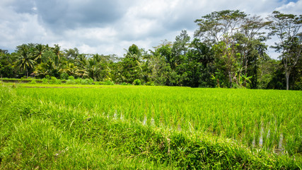 Lush green rice field or paddy in Bali