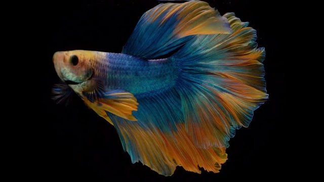 Super slow motion of Siamese fighting fish (Betta splendens), well known name is Plakat Thai