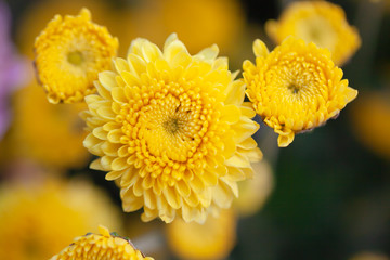 Colorful flowers chrysanthemum made with gradient for background,Abstract,texture,Soft and Blurred style.postcard.