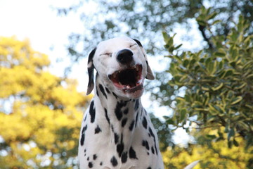 Dalmatian