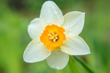 White Narcissus in the garden with rainfrops on petals