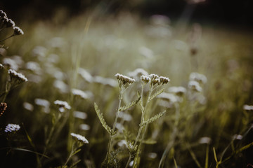 Wildblumenwiese Natur Hintergrundbild