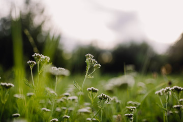 Wildblumenwiese Natur Hintergrundbild