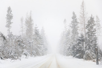 Fototapeta na wymiar Empty forest road during the blizzard