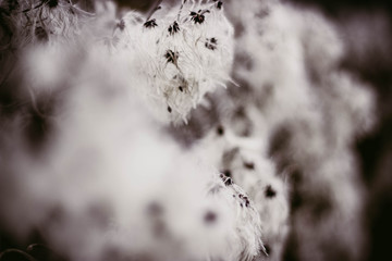 Abstraktes Hintergrundbild Natur Winterpflanze