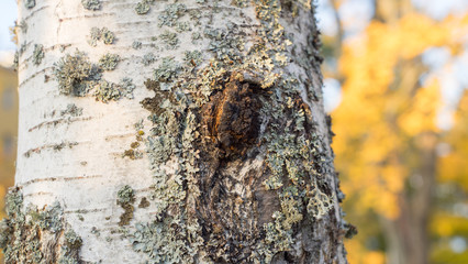 Chaga Mushroom on a Birch trunk